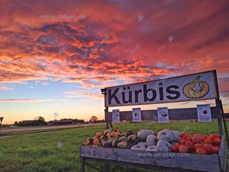 K&uuml;rbis-Verkaufsstand